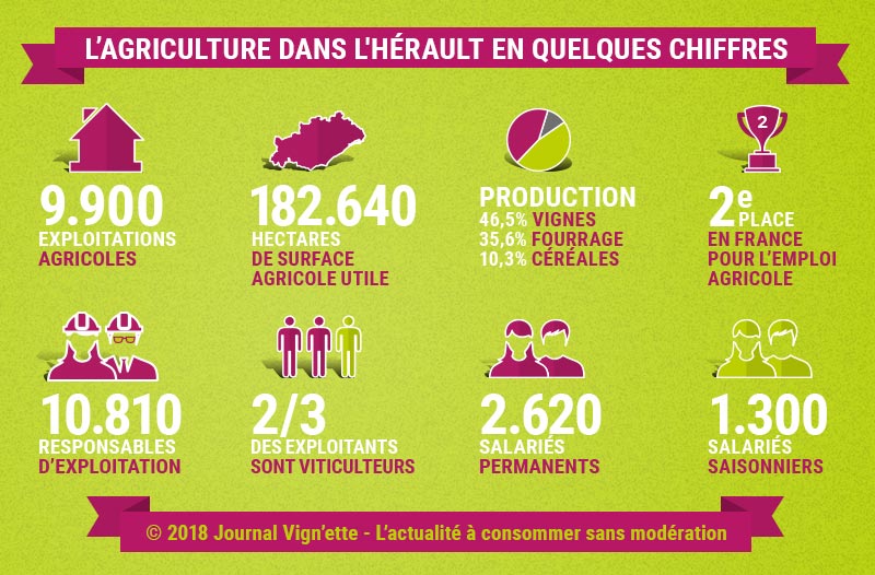 Infographie : l'agriculture dans l'Hérault en chiffres