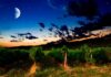 L’influence de la Lune sur la vigne et le vin