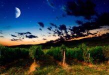 L’influence de la Lune sur la vigne et le vin