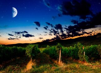 L’influence de la Lune sur la vigne et le vin