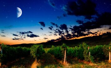 L’influence de la Lune sur la vigne et le vin