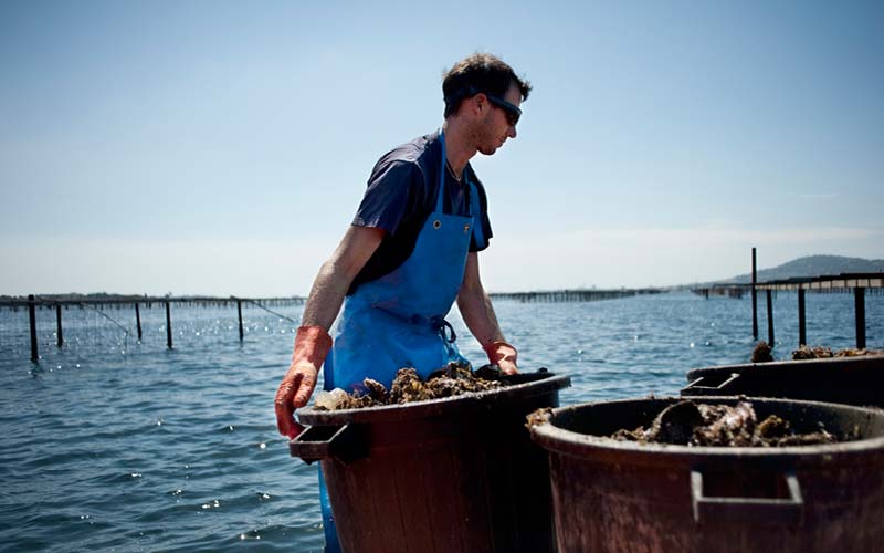 Simon Julien cultive des huîtres sur l'étang de Thau