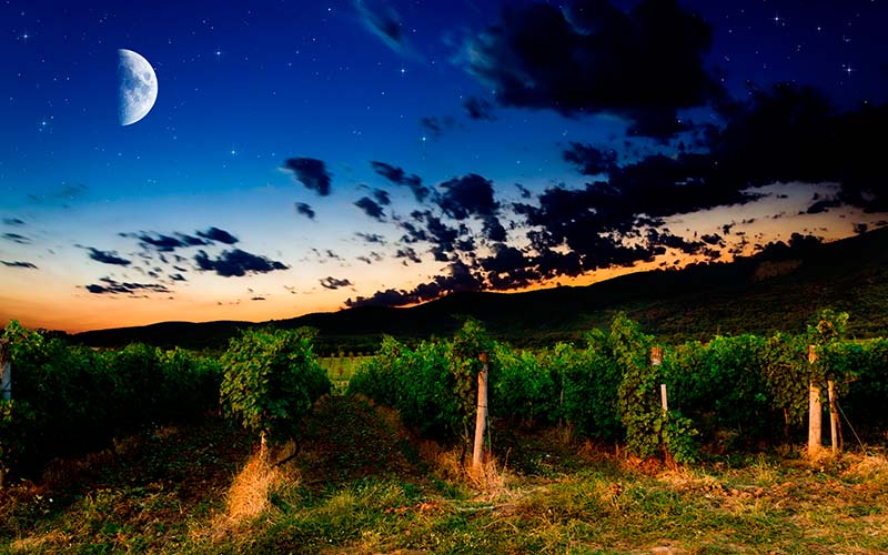 L'influence de la lune sur la vigne et le vin