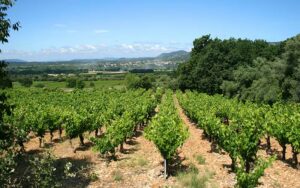 Les vignes et le terroir du Pays Cœur d'Hérault