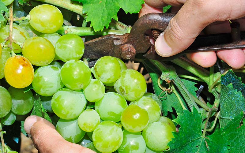 Juillet : pour la vigne, c'est la période de la vendange en vert