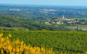 Paysage de l'AOC Pézenas