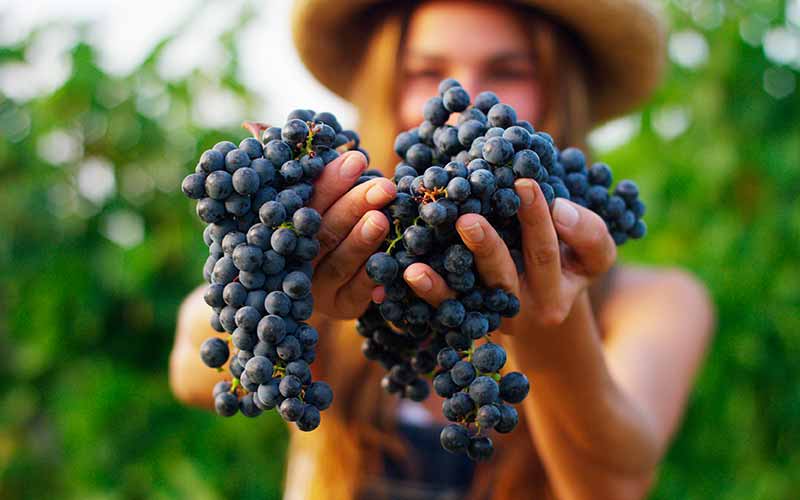Un vion biologique doit contenir 100 % de raisins issus de la production biologique. Mais pas seulement...