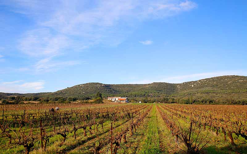 Vignoble du Mas de la Plaine Haute à Vic-la-Gardiole