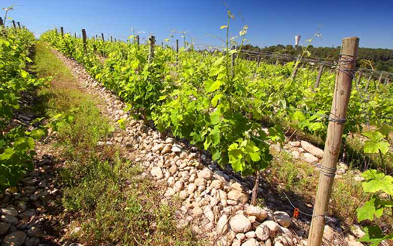 Les vignes et le vignoble des Grés de Montpellier — Photo © Syndicat des Grés de Montpellier