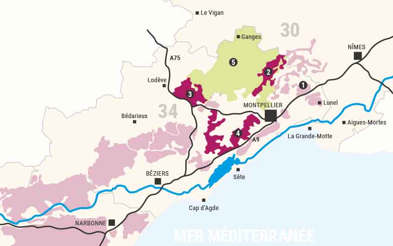Terres de Garrigues et du Pic Saint-Loup : la carte d'un terroir aux mille facettes