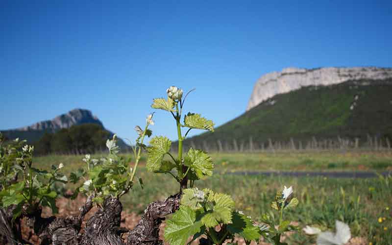 erres de Garrigues et du Pic Saint-Loup : une nouvelle destination labellisée “Vignobles et Découvertes”® en Languedoc