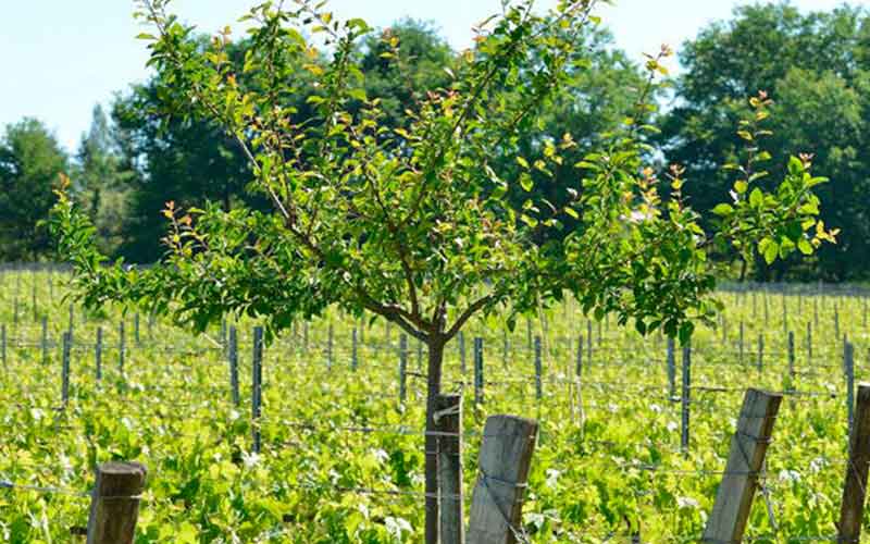 L'agroforesterie, le bienfait des arbres pour les vignes