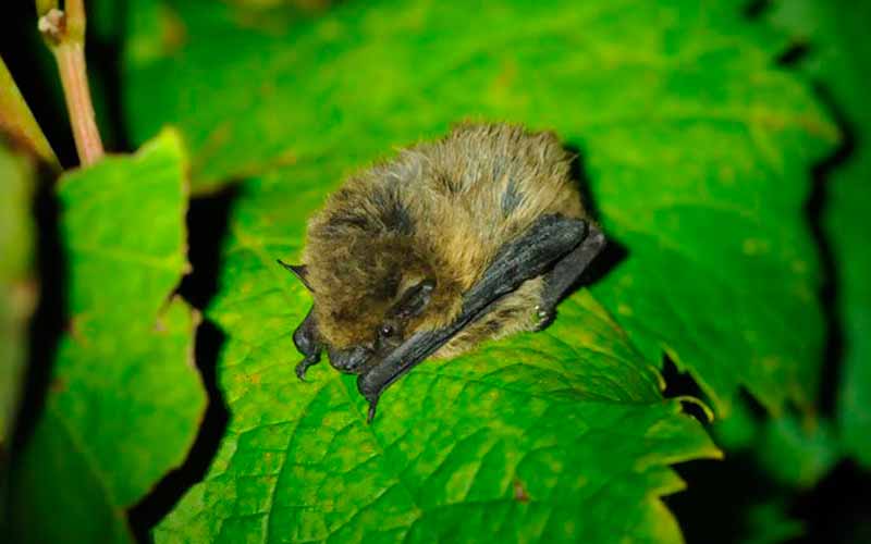 chauve-souris-dans-vignes-mieux-que-pesticides