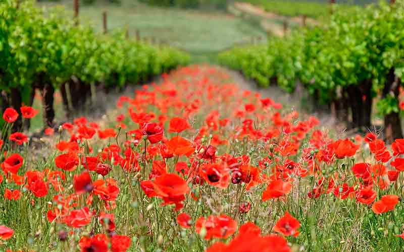 actualite-vin-certification-hve-ecologie-coquelicots