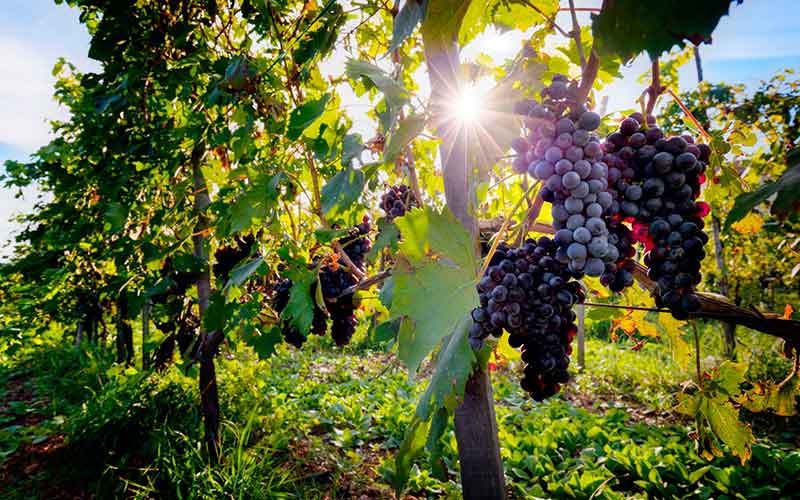 Des cépages résistants pour une viticulture durable