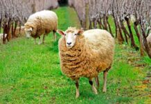 L’éco pâturage dans les vignes