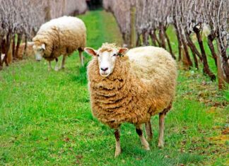 L’éco pâturage dans les vignes