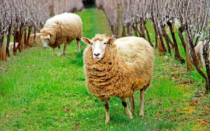 actualite-vin-ecopaturage-vignes-viticulture-environnement