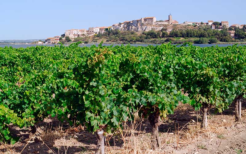 Vin IGP de Territoire : Coteaux de Narbonne