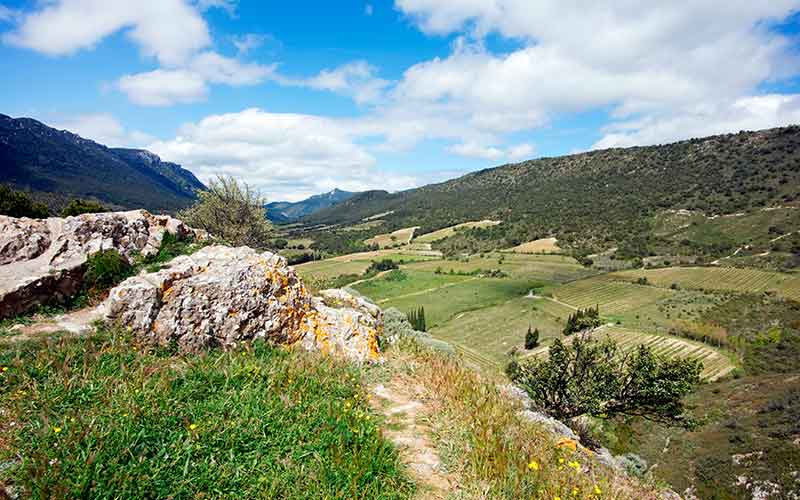 IGP Vallée du Paradis, vin du Languedoc