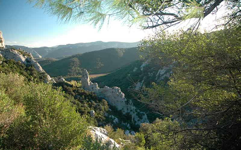 IGP Vallée du Torgan, vin du Languedoc