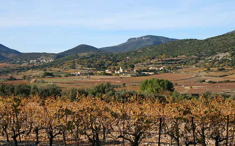 La terroir de l'IGP de Hérault : à la fois moderne et traditionnel