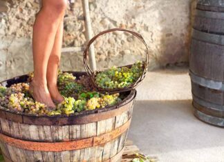 Les procédés de vinification pendant l’Antiquité