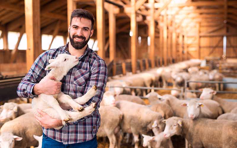 L'agneau fermier des Pays d'Oc, un Label Rouge réputé