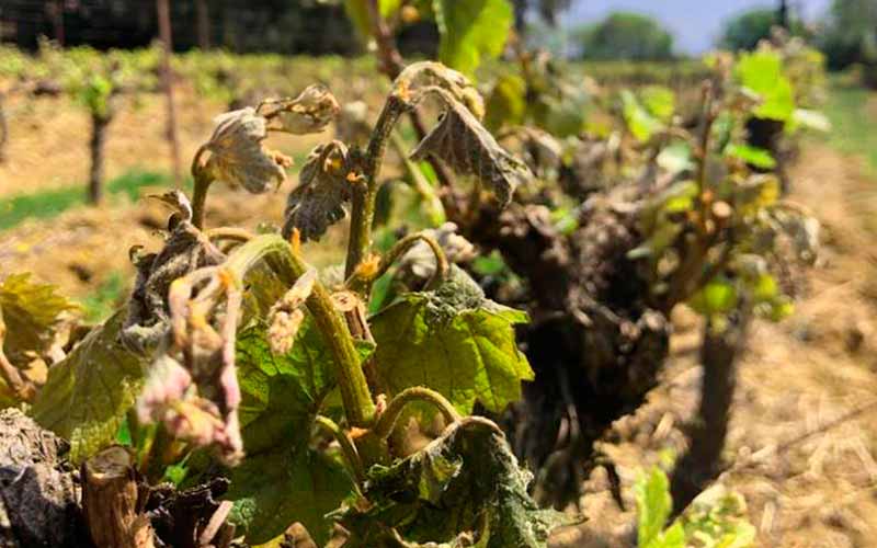 Le gel des vignes en 2021, une catastrophe écologique qui frappe tous les agriculteurs
