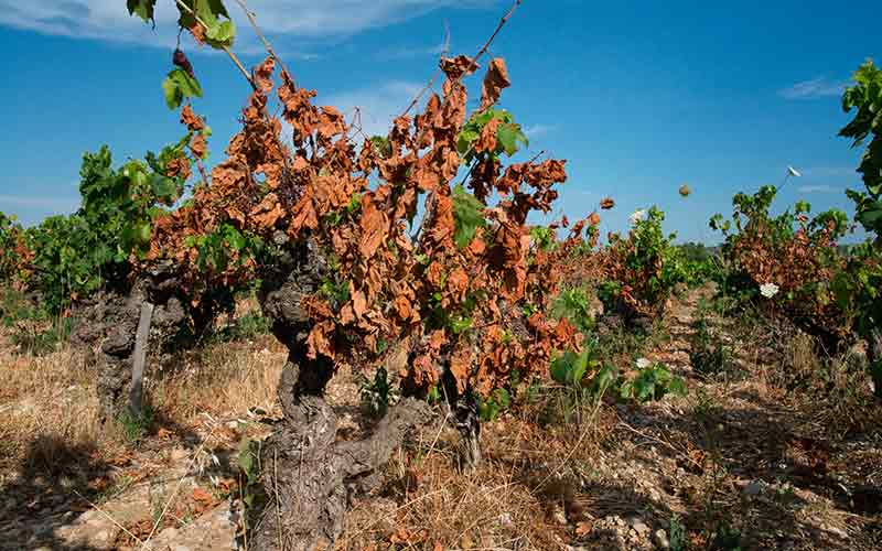 Gel des vignes dans l'Hérault