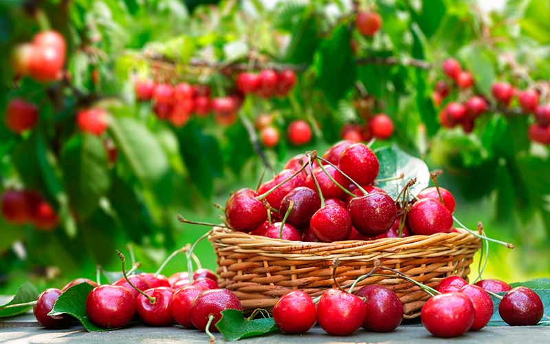 Cerises de Céret : de superbes fruits à consommer tout l'été !