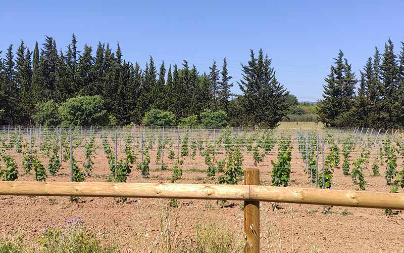 Cépages résistants plantés dans l'Hérault