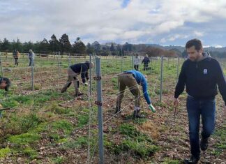 Cépages résistants : l’avenir du vignoble héraultais ? L'observatoire viticole de l'Hérault mise sur l'avenir des cépages résistants