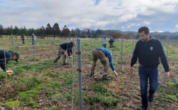 Cépages résistants : l’avenir du vignoble héraultais ? L'observatoire viticole de l'Hérault mise sur l'avenir des cépages résistants