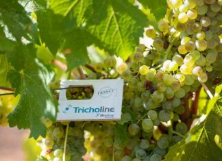 Lâchers de trichogrammes : des alliés naturels pour protéger les vignes Les trichogrammes pour lutter contre les parasites de la vigne