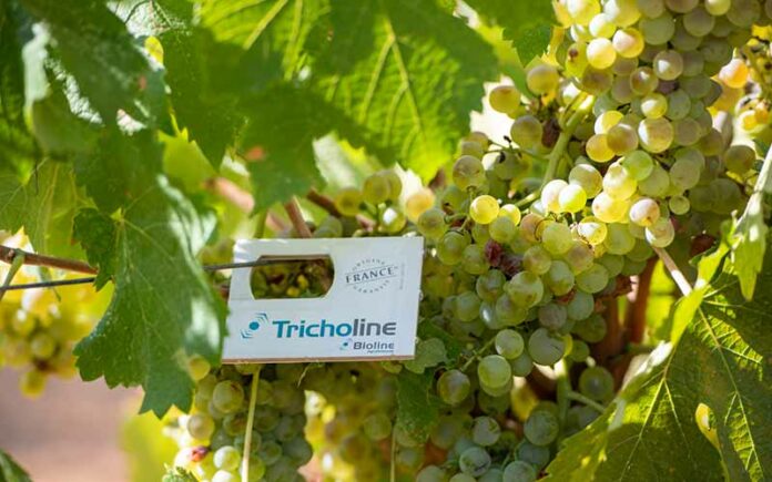 Les trichogrammes pour lutter contre les parasites de la vigne