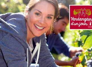 Tentez l’expérience «Vendangeur d’un Jour®» ! Venez tenter l'expérience Vendangeur d'un Jour dans l'Hérault !