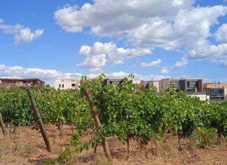 Le vin, une ambition capitale pour Montpellier La viticulture, ambition capitale pour Montpellier