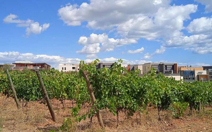 La viticulture, ambition capitale pour Montpellier