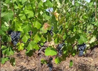Tournée des caves : le président Kléber Mesquida fait le point sur l’état de la filière dans l’Hérault… Caves coopératives : l'avenir de la filière