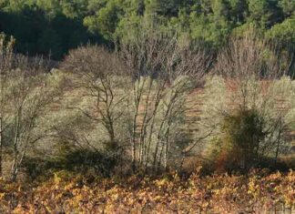 L’agroécologie au service de la viticulture de demain L'agroécologie, l'avenir de la viticulture héraultaise