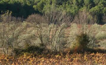 L’agroécologie au service de la viticulture de demain L'agroécologie, l'avenir de la viticulture héraultaise