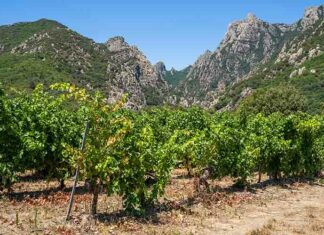 Les vins IGP Pays de l’Hérault ont de l’ambition ! Les terroirs de l'IGP Pays d'Hérault sont magnifiques et variés - Photo © CIVL / F. Vidot