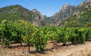 Les vins IGP Pays de l’Hérault ont de l’ambition ! Les terroirs de l'IGP Pays d'Hérault sont magnifiques et variés - Photo © CIVL / F. Vidot