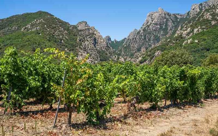 Les terroirs de l'IGP Pays d'Hérault sont magnifiques et variés - Photo © CIVL / F. Vidot