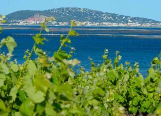 La 20ème édition du Concours National des Vins IGP se tiendra le 22 mars 2024 à Marseillan