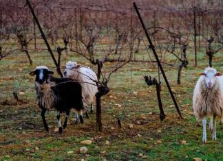 Focus de l’Observatoire Viticole sur les labels environnementaux L’Observatoire viticole de l’Hérault accompagne les professionnels dans un contexte où la durabilité et le respect de l’environnement sont au premier plan