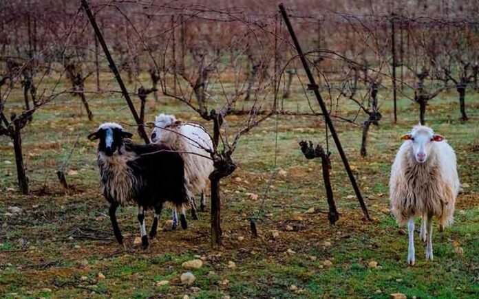 L’Observatoire viticole de l’Hérault accompagne les professionnels dans un contexte où la durabilité et le respect de l’environnement sont au premier plan