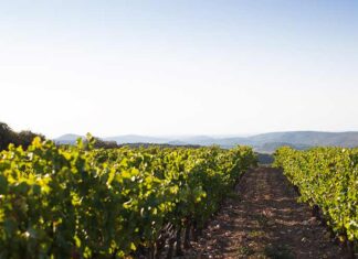 Appellation historique du Languedoc, focus sur l’AOP Faugères à l’horizon 2024 Le terroir de l'appellation AOP Faugères