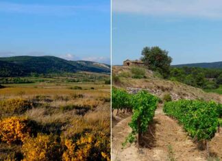 Enfin la reconnaissance en AOP pour la Livinière et Boutenac ! Les terroirs et les vignobles de Boutenac et La Livinière